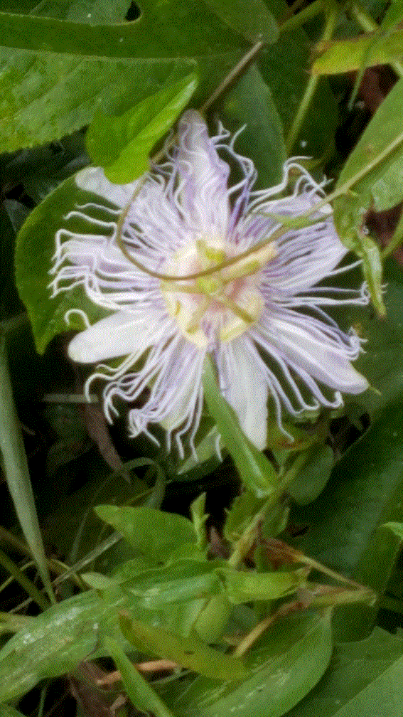 Passion Flower.gif